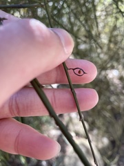 Carmichaelia glabrescens