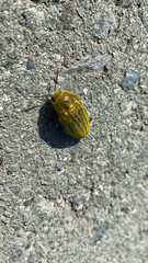 Julodis armeniaca cypria