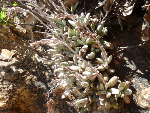 Adromischus umbraticola