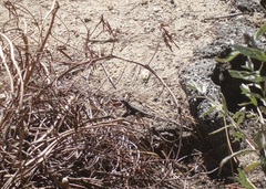 Sceloporus occidentalis longipes