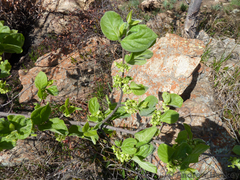 Afrocanthium gilfillanii