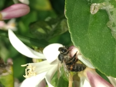 Apis mellifera