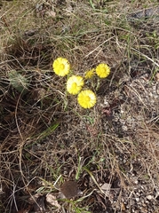 Tussilago farfara
