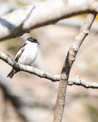 Ficedula semitorquata