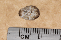 Patelloida latistrigata