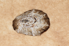 Patelloida latistrigata