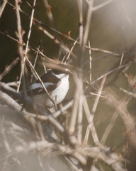 Ficedula semitorquata