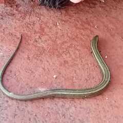 Chalcides chalcides