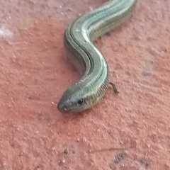 Chalcides chalcides