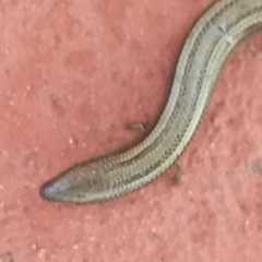 Chalcides chalcides