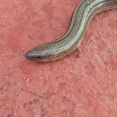 Chalcides chalcides
