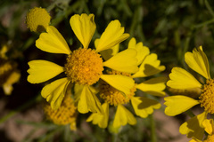 Hymenoxys odorata