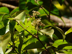 Olea dioica