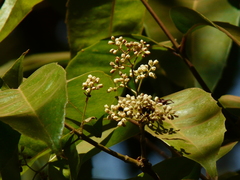 Olea dioica