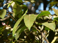 Olea dioica