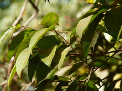 Olea dioica