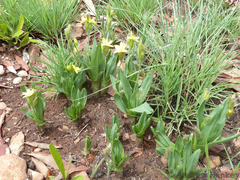 Hypoxis galpinii