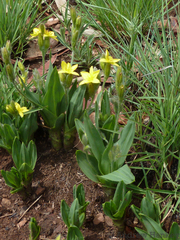 Hypoxis galpinii