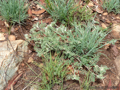 Indigofera oxytropis