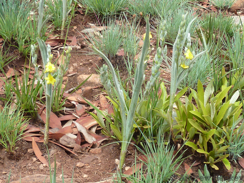 Silver-leaved star-flower (Hypoxis rigidula)