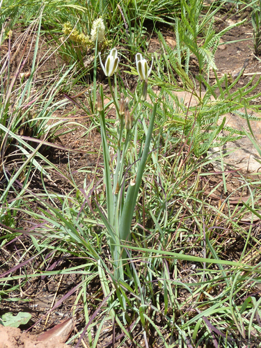 Albuca setosa