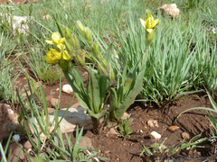 Hypoxis galpinii
