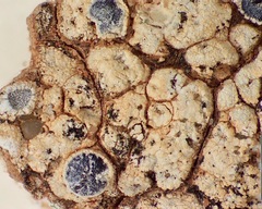 Aspicilia peltastictoides