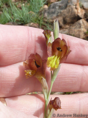 Gladiolus woodii