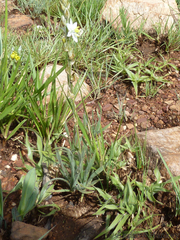 Chlorophytum transvaalense