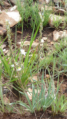 Chlorophytum transvaalense