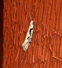 Rhigognostis interrupta