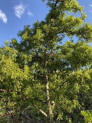 Celtis paniculata