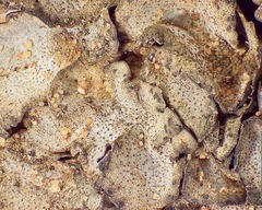 Dermatocarpon taminium