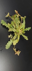 Launaea capitata