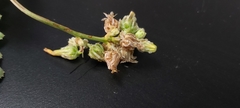 Launaea capitata