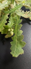 Launaea capitata