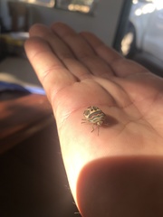 Sphaerocoris annulus