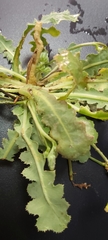 Launaea capitata