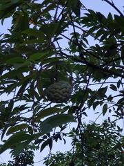 Annona squamosa