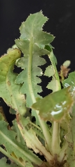 Launaea capitata