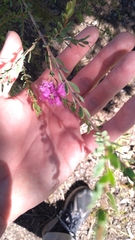 Melaleuca thymifolia