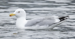 Larus argentatus × glaucescens