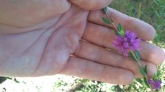 Melaleuca thymifolia