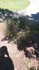 Melaleuca thymifolia