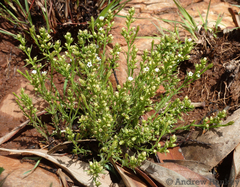 Thesium transvaalense