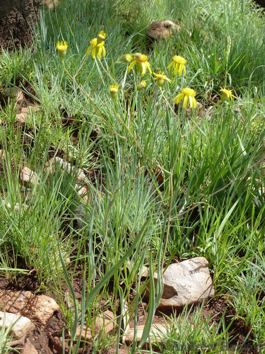 Elegant Ragwort (Senecio scitus)