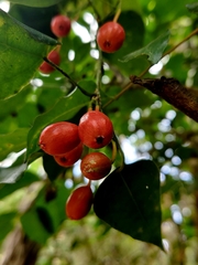Erythropalum scandens