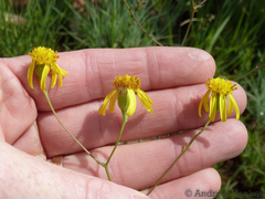 Senecio scitus