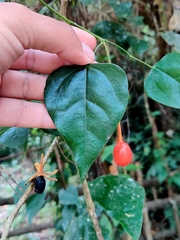 Erythropalum scandens