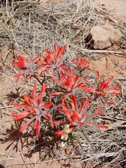 Castilleja scabrida